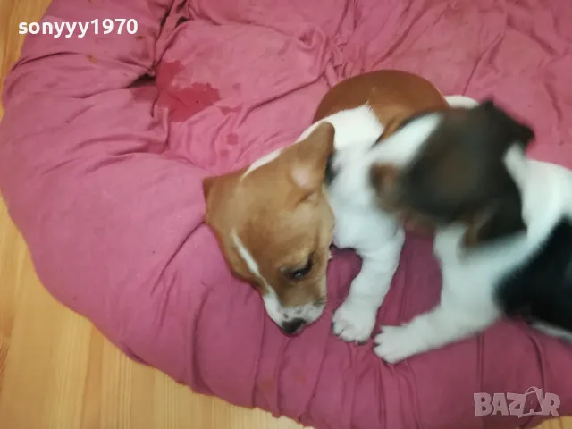 АЗ СЪМ СЛАДКО БЕБЕ ДЖАК,ТЪРСЯ НОВИЯ СИ ДОМ 0102251734, снимка 16 - Джак ръсел териер - 48920630