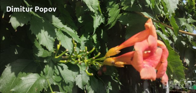 Текома,увивно расение, снимка 4 - Градински цветя и растения - 42598631