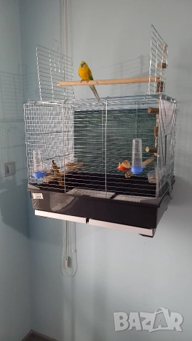 ПРОДАВАМ ПОЕН ПАПАГАЛ И ИТАЛИАНСКА КЛЕТКА.