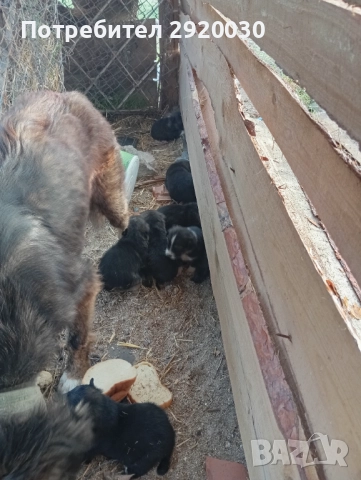 Кученца каракачани, снимка 7 - Каракачанска овчарка - 52457599