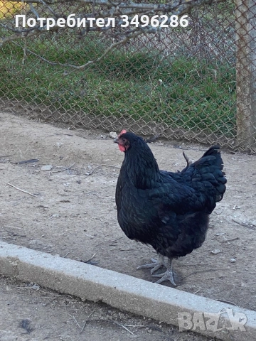 Продавам яйца от Джърси гигант, снимка 4 - Кокошки и пуйки - 53771622