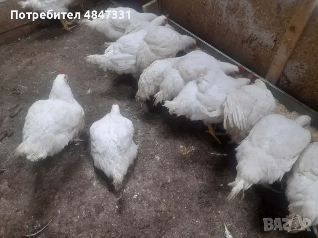 Кокошки                    ., снимка 6 - Кокошки и пуйки - 56156044