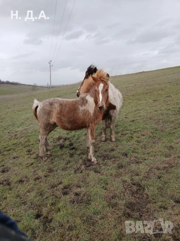 Продава се заплодена кобила с конче, снимка 4 - Коне - 53485320