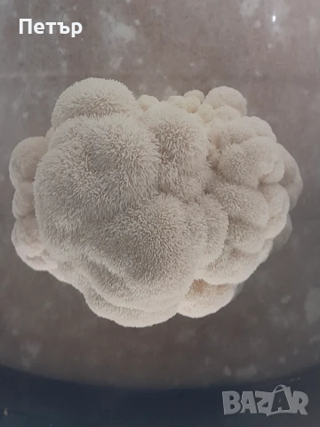 Домашно отгледани гъби Лъвска грива | Fresh Lion's Mane Mushrooms, снимка 3 - Домашни продукти - 51071668