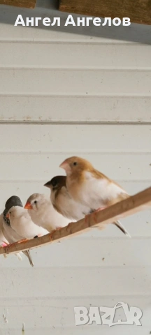 японски амадини , снимка 2 - Амадини - 53339144