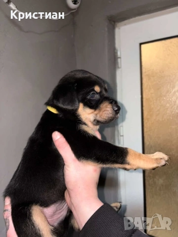 Продавам Чистокръвни Добермани , снимка 6 - Доберман - 53694238