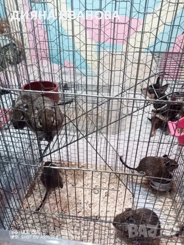 Сладки катерички дегу, снимка 6 - Хамстери - 48394109