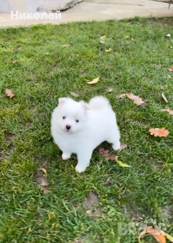 Померан момче. Померанче, снимка 3 - Померан - 52633625