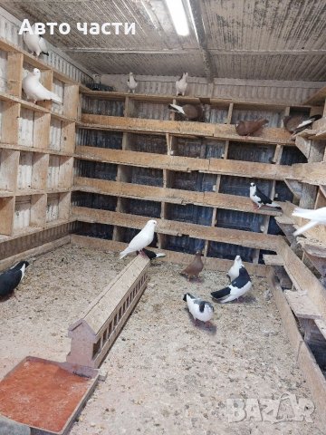 Продавам пазарджишки  високолетци, снимка 13 - Гълъби - 39956489