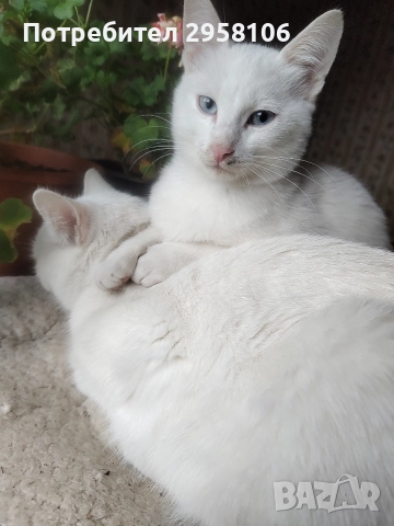 котенца бели,4 мес, снимка 10 - Британска късокосместа - 50837290