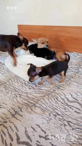 Промоция на чихупинчерчета, снимка 5 - Чихуахуа - 52829011