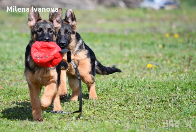Немски овчарки с родословие , снимка 4 - Немска овчарка - 53336696