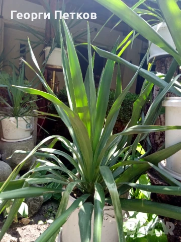 Палма Юка-студоустойчива-60-70см. , снимка 7 - Градински цветя и растения - 50765301