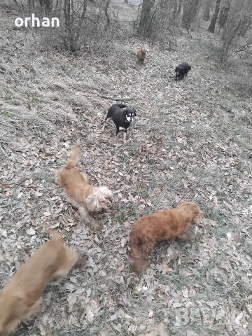 6 бр работещи кучета , снимка 8 - Кокер шпаньол - 53461757