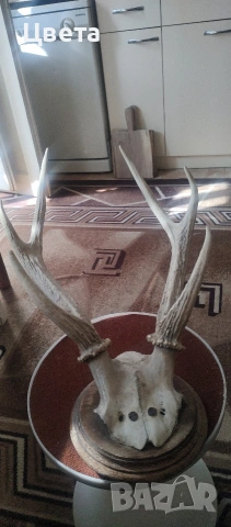 Еленови рога, снимка 7 - Декорация за дома - 53826537