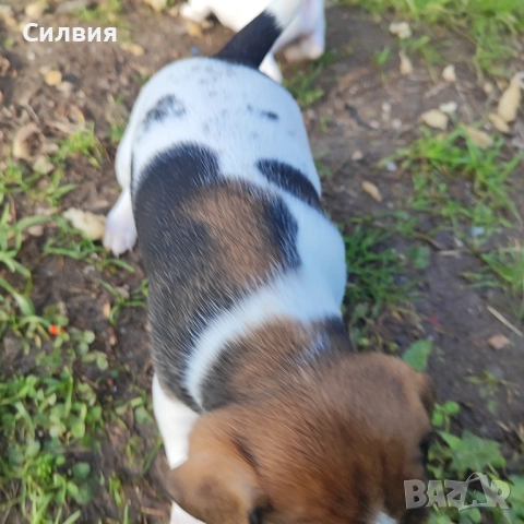 Джак Ръсел , снимка 3 - Джак ръсел териер - 52775745