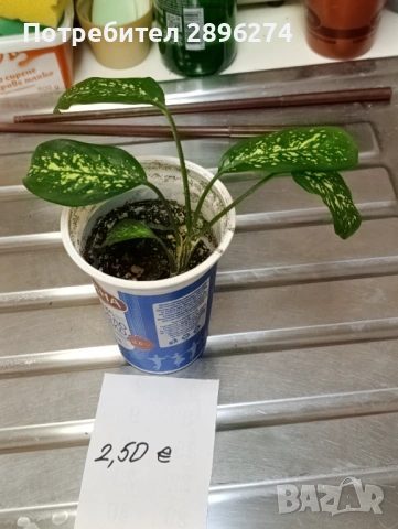  Дифенбахия , снимка 3 - Стайни растения - 46264327