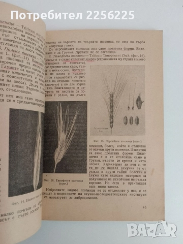 Пшеница, снимка 8 - Специализирана литература - 51520173