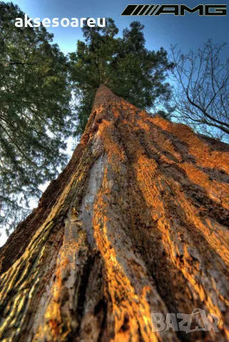 Нови качествени 15 семена от гигантска секвоя мамутово дърво sequoiadendron giganteum за декорация, снимка 12 - Сортови семена и луковици - 50223094