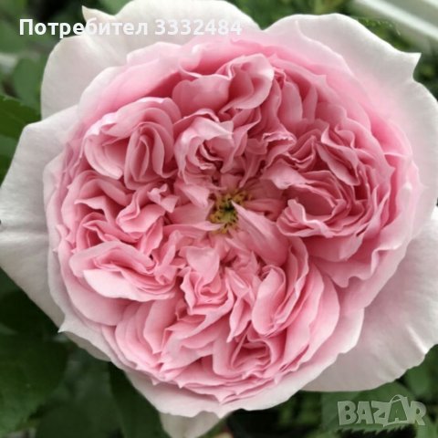 Роза 8, снимка 4 - Градински цветя и растения - 41783302