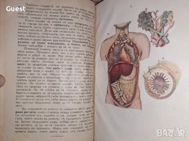 Антропология 1932 год. Учебник за 2ри клас на прогимназията, снимка 4 - Антикварни и старинни предмети - 48695243