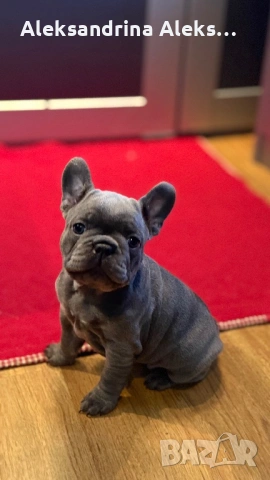 Френски булдог , снимка 2 - Френски булдог - 53726241