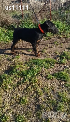 елитен ягдтериер с родословие 4 месеца , снимка 3 - Ягдтериер - 53757461