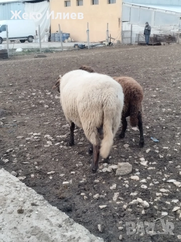 Продавам плевенски черноглав коч, снимка 5 - Овце - 53184637