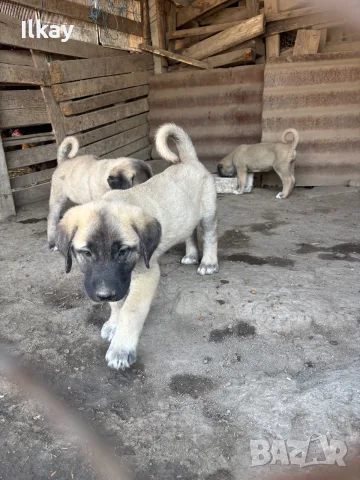 Продавам Чистокръвни Кангалчета, снимка 6 - Кангал - 55845645