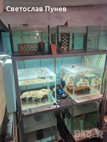 Продавам аквариомите по 50лв стила жители по 250лв, снимка 3 - Аквариуми - 51171328