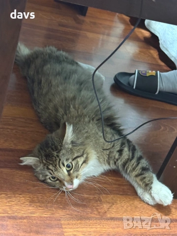 Рунтав Красавец търси дом / може и временен