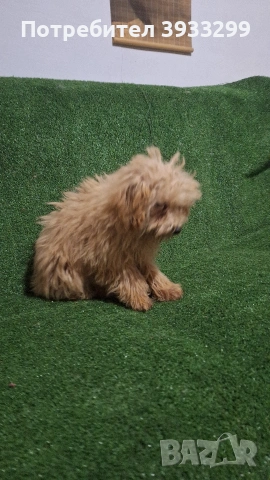 Пудел той пуделчета , снимка 5 - Пудели - 51947182