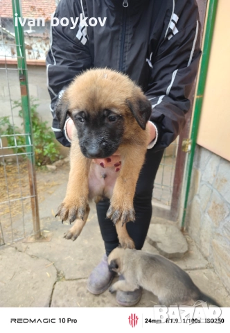 Малиноа, снимка 2 - Други - 52989039