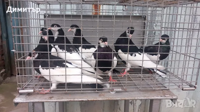 Ямболски Акмани , снимка 6 - Гълъби - 56327312