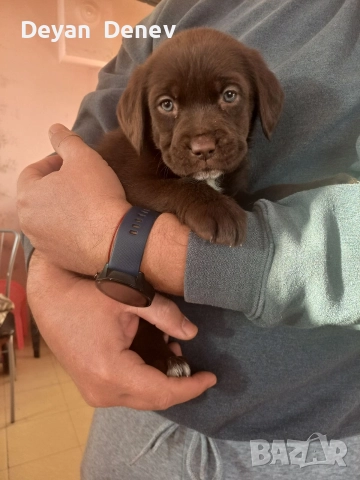 лабрадор реитривър 