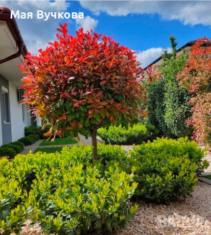 Комплект 2бр Фотиния дърво , снимка 2 - Градински цветя и растения - 53060096