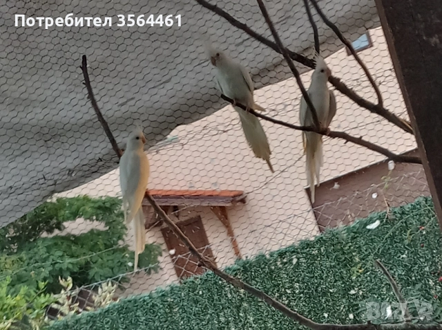 Корели: белолики "Албино" продавам 