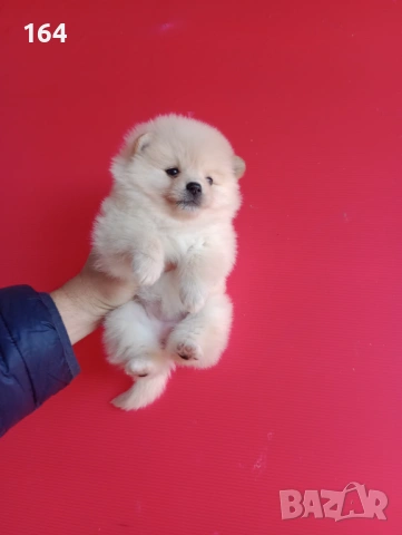 Мъжки и женски Померани. Реални снимки от 12.01.26 г. Померан., снимка 3 - Померан - 52932932