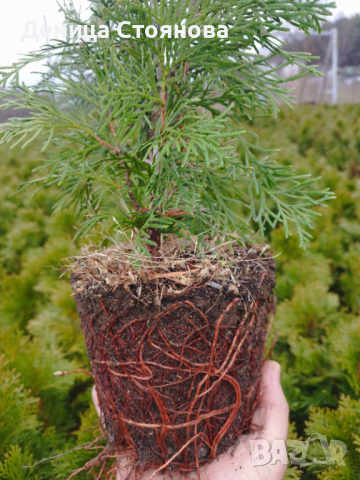 Продавам Западна Туя Смарагд , снимка 5 - Градински цветя и растения - 37921377