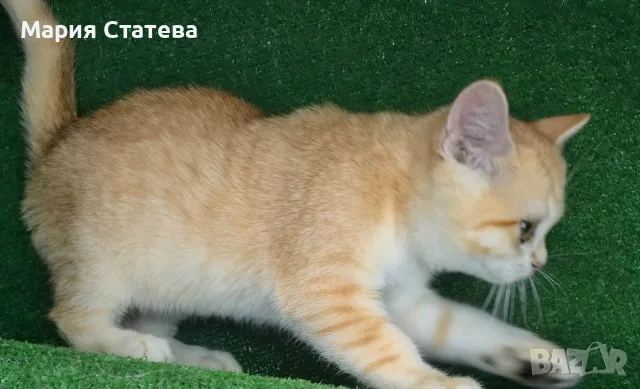 Британски и шотландки котета, снимка 5 - Британска късокосместа - 55710488