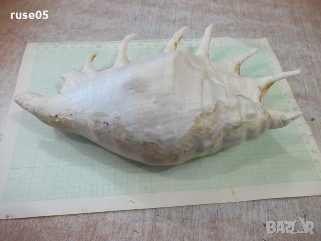 Раковина - 20, снимка 9 - Други ценни предмети - 34641065