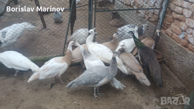 Пауни, снимка 2 - други­ - 52431762