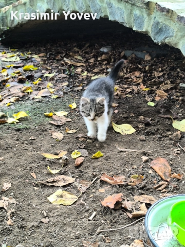 Подарявам две котета , снимка 2 - Други - 52351473