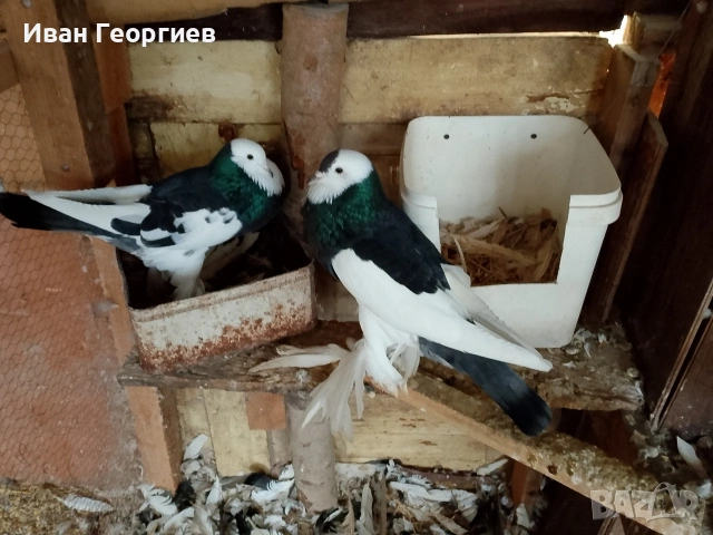 продавам гълъби болани , снимка 4 - Гълъби - 53265936