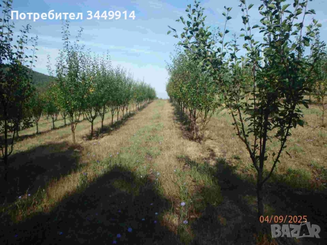 Овощни градини био- сливи до Правец