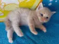 Сибирче, сибирска котка, сибирски котенца, сибирско коте, хипоалергично, момче крем, снимка 6