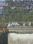 Унгарски гълъби, снимка 4