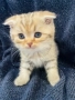Шотландски клепоухи котенца – златна чинчила. Scottish fold, снимка 4