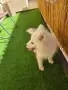 Самоед**Чистокръвен, снимка 5