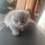 Шотландско клепоухо котенце , снимка 5